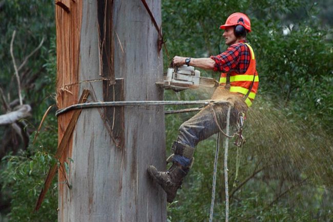 lavoro_su_alberi_funi