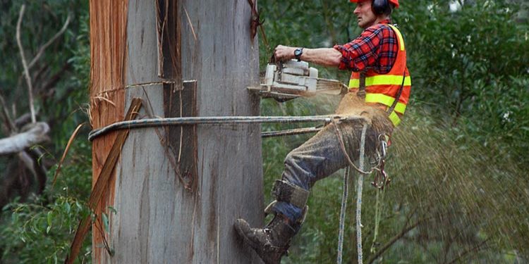 lavoro_su_alberi_funi