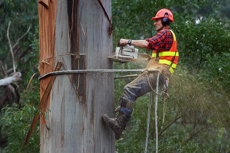 lavoro_su_alberi_funi