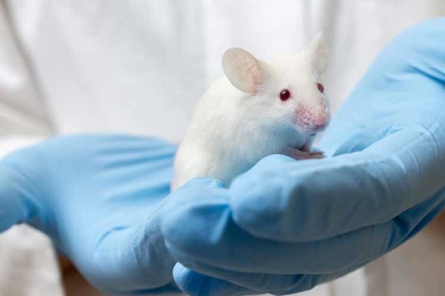 Allergie animali da laboratorio