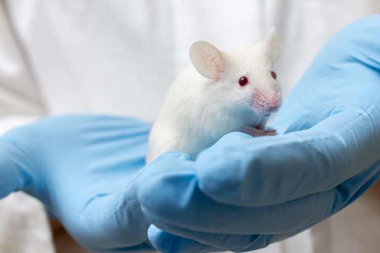 Allergie animali da laboratorio