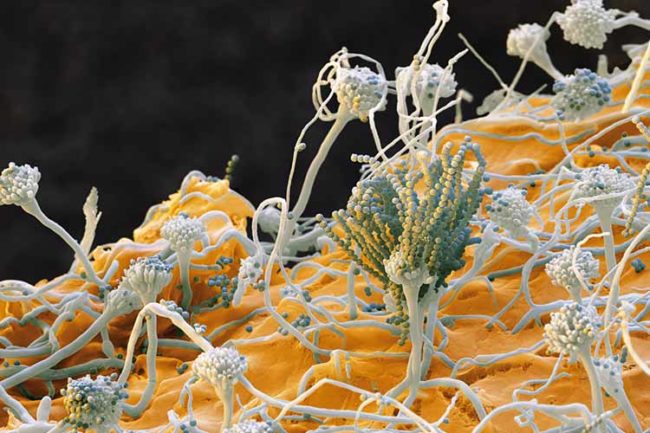 Spore Fungine in Atmosfera