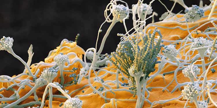 Spore Fungine in Atmosfera