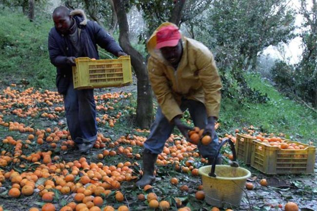 Lavoratori Immigrati Agricoltura