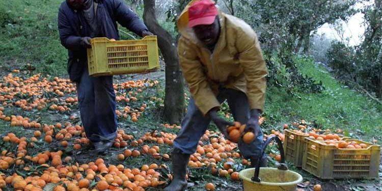 Lavoratori Immigrati Agricoltura
