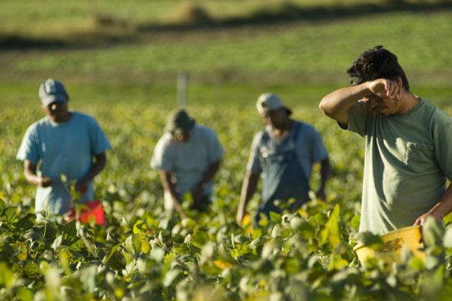 LAvoratori Stagionali