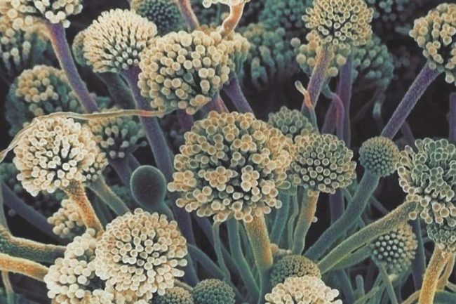 Spore Fungine Bioaerosol