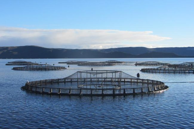 Bando Regione Lazio Pesca Acquacoltura