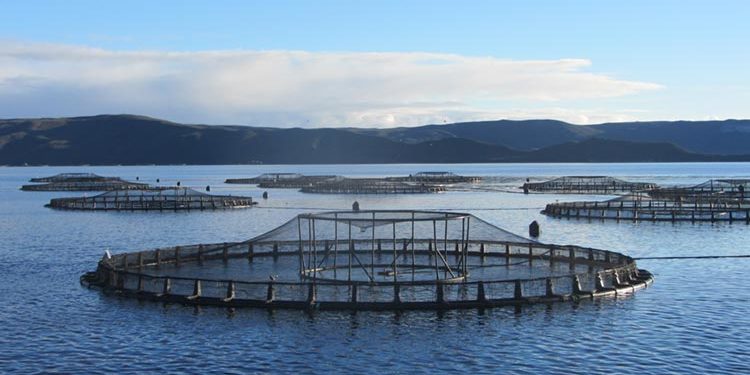 Bando Regione Lazio Pesca Acquacoltura