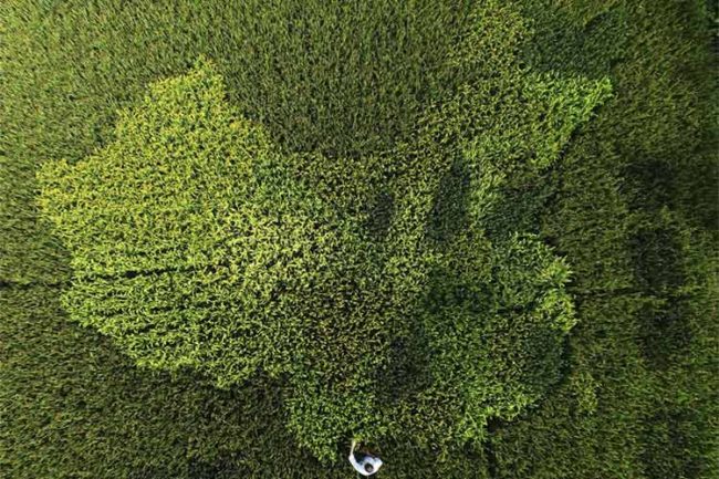 01_Dige Cina Italia Green Enterprises