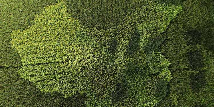 01_Dige Cina Italia Green Enterprises