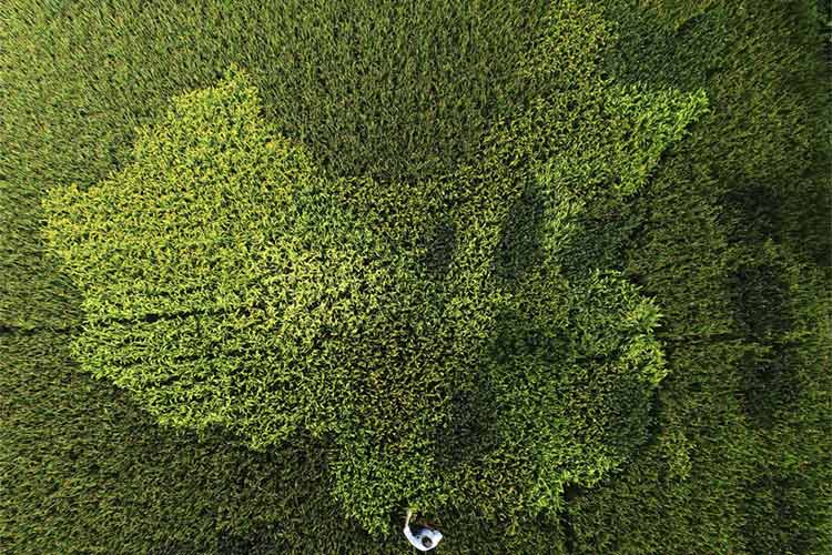 01_Dige Cina Italia Green Enterprises