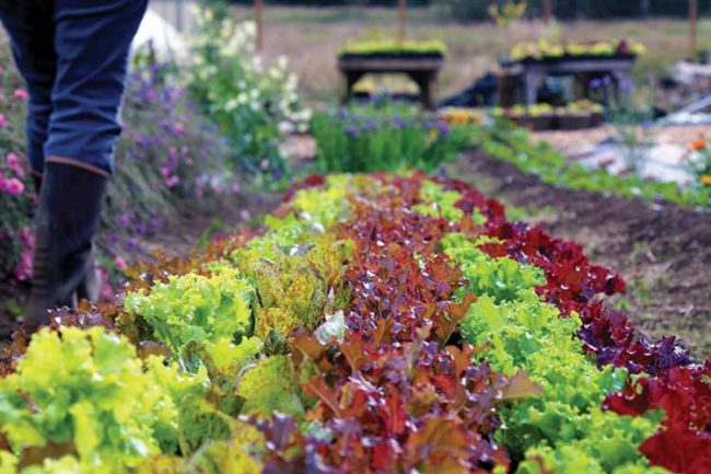 Banca Nazionale Terre Agricole