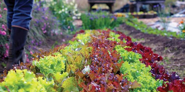 Banca Nazionale Terre Agricole