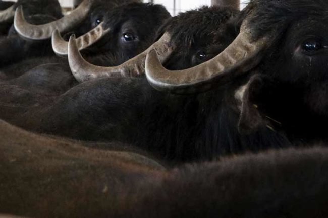 Sicurezza Settore Bufalino