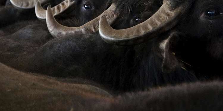 Sicurezza Settore Bufalino