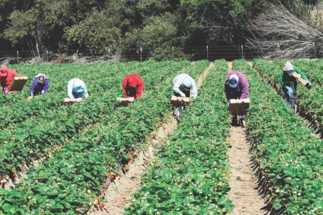 Elenchi 2017 Lavoratori Agricoli