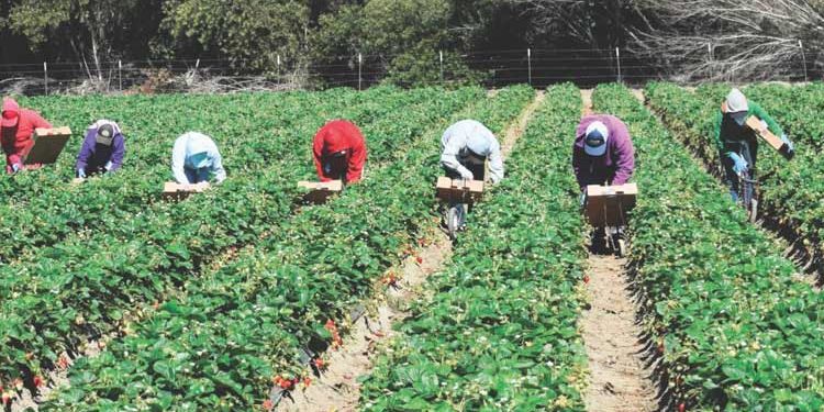 Elenchi 2017 Lavoratori Agricoli