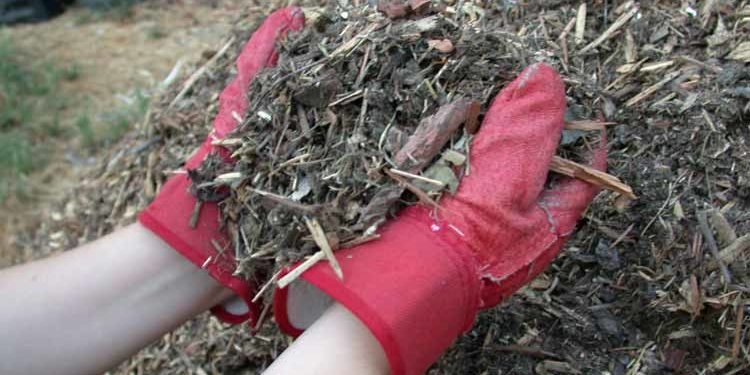 Sicuro Magazine Valorizzazione Rifuiti Organici