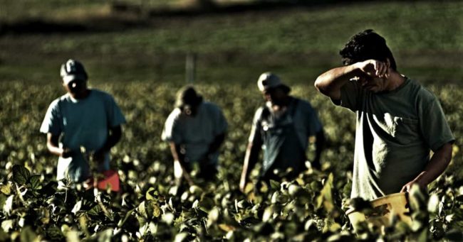 Datore di lavoro Agricoltura Comunicazione infortuni