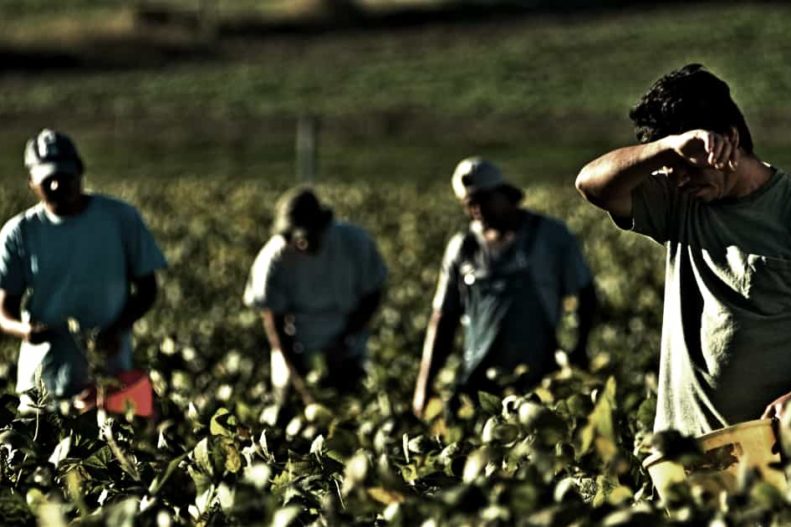 Datore di lavoro Agricoltura Comunicazione infortuni