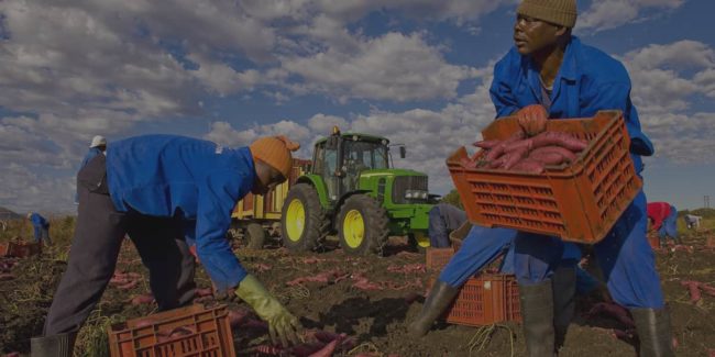 Caporalato prevenzione e contrasto del lavoro irregolare e dello sfruttamento nel settore agricolo