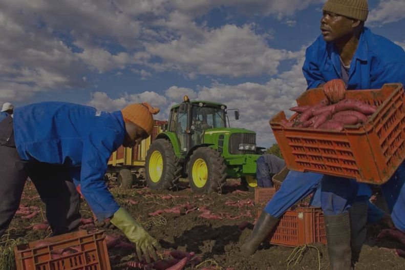 Caporalato prevenzione e contrasto del lavoro irregolare e dello sfruttamento nel settore agricolo
